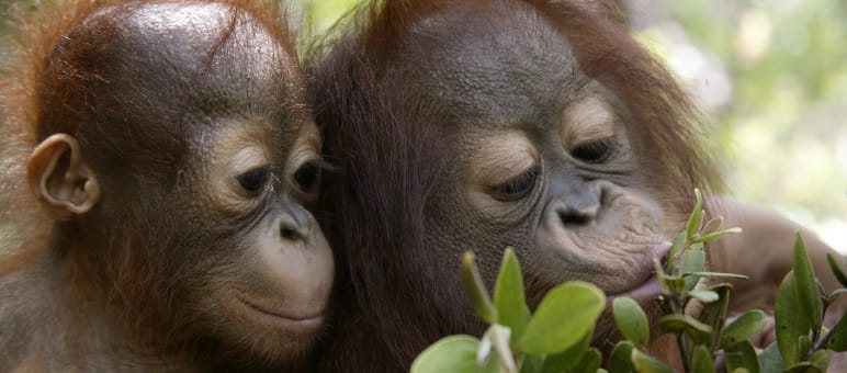 Twee orang-oetan-jongen spelen met een tak