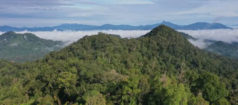 Banner van de organisatie Save our Borneo vanuit vogelvlucht