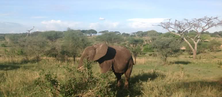Als het leefgebied van olifanten wordt verwoest kunnen ze een gevaar zijn voor de mens Olifant in Tanzania