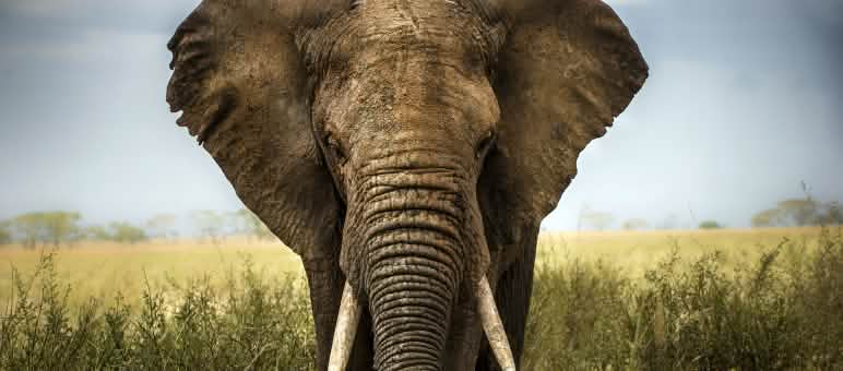 Jagers zijn uit op bijzonder knappe dieren Olifant in de savanne