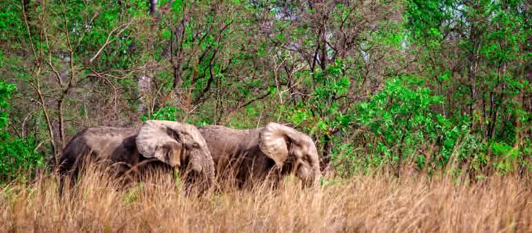 Afrikaanse olifanten in het Mole Nationalpark, Ghana