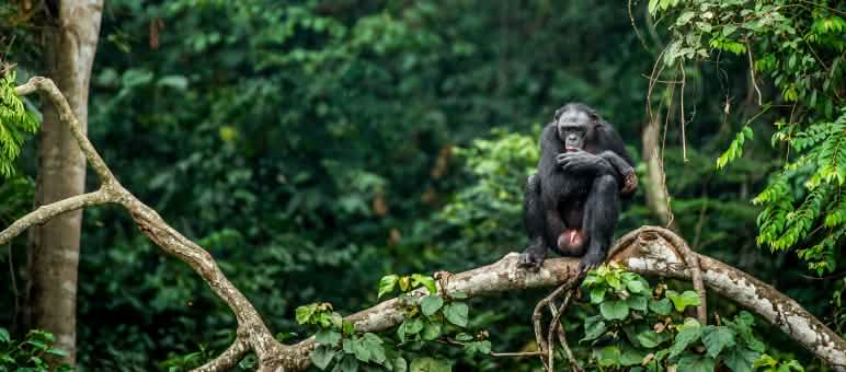 Bonobo's leven alleen in de Democratische Republiek Congo (DRC) Bonobo's op een tak van een boom in Congo