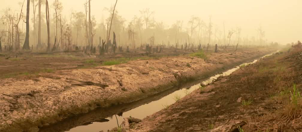 Gerooide veenbos voor het één-miljoen-hectare-rijstproject in Centraal-Kalimantan, Borneo