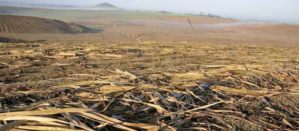 Suikerrietplantage in Brazilië Suikerrietplantage, Brazilië