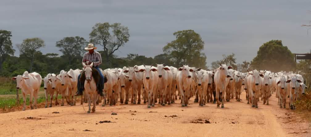 Rundvee in Mato Grosso
