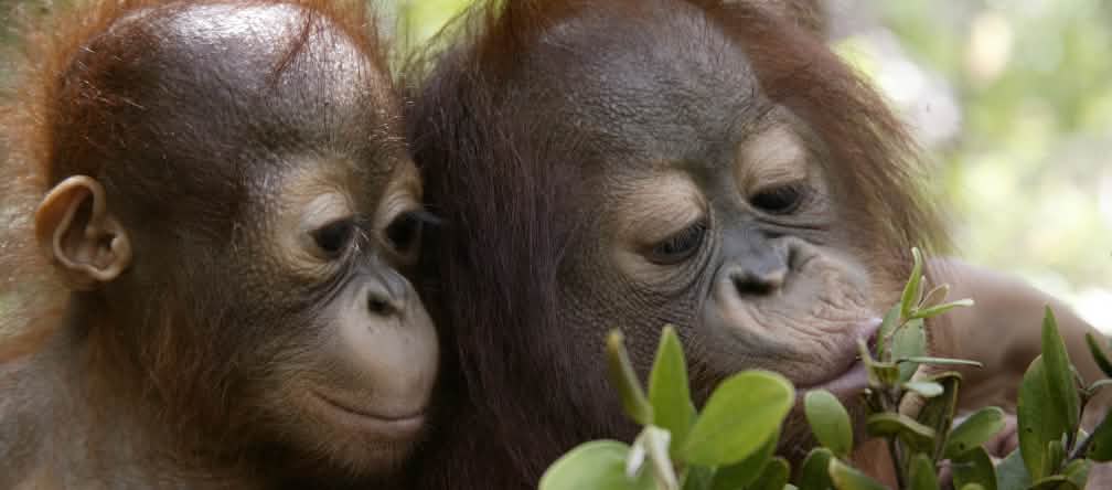 Orang-oetans leven alleen nog in de regenwouden op Borneo en Sumatra. Twee orang-oetan-jongen spelen met een tak