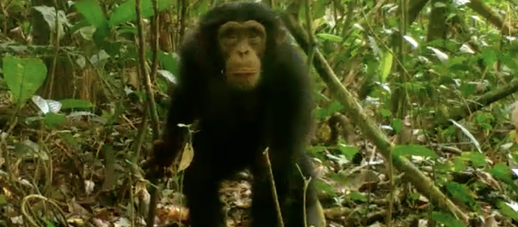 Chimpansee in het Grebo-Krahn Nationaal Park, Liberia