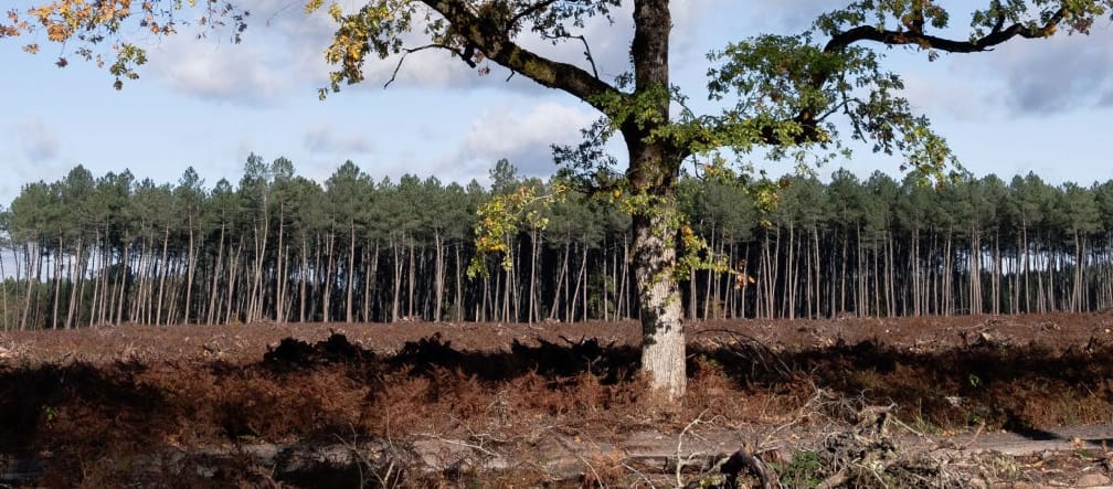 Één enkele eik staat nog overeind te midden van de ravage met in de achtergrond een monocultuur van pijnbomen