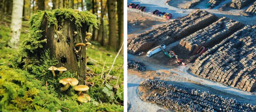 Dood hout leeft! Afgestorven bomen zijn een belangrijke habitat voor honderden soorten