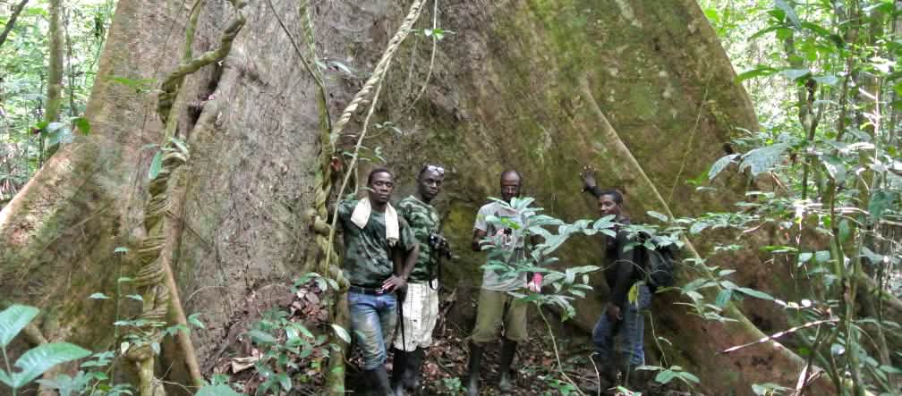 Medewerkers van de Wild Chimpanzee Foundation (WCF) en ecoguards staan voor een machtige boom in het Sapo Nationaal Park, Liberia