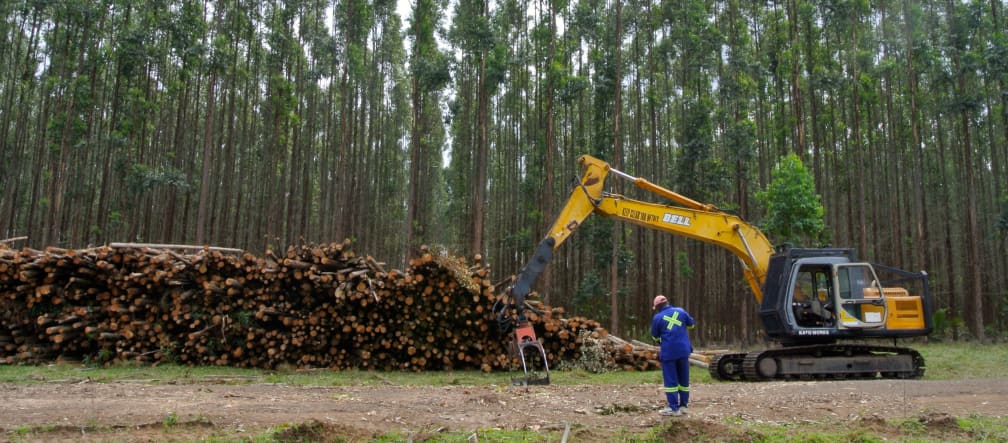 Boomplantage met eucalyptus in Zuid-Afrika