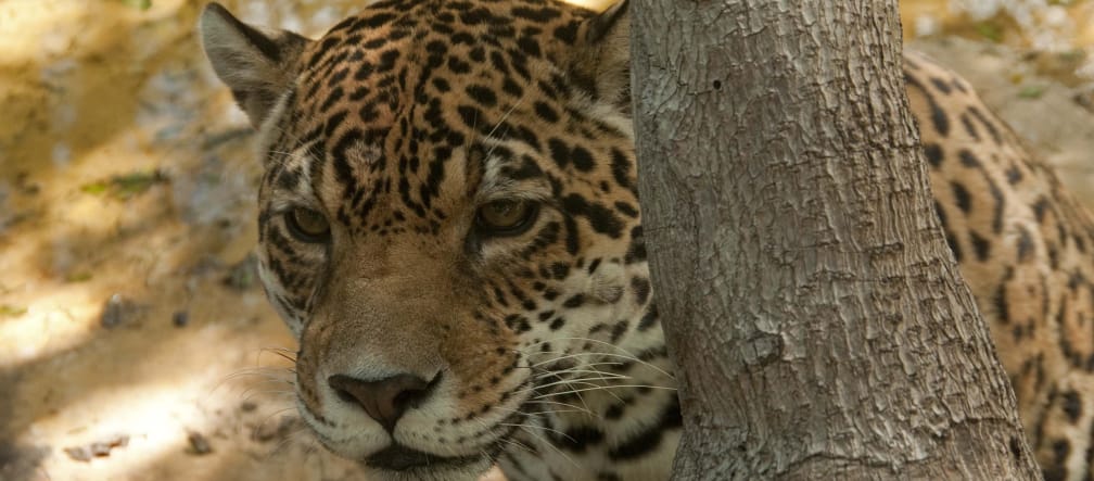 Een jaguar schuilt achter een boomstam