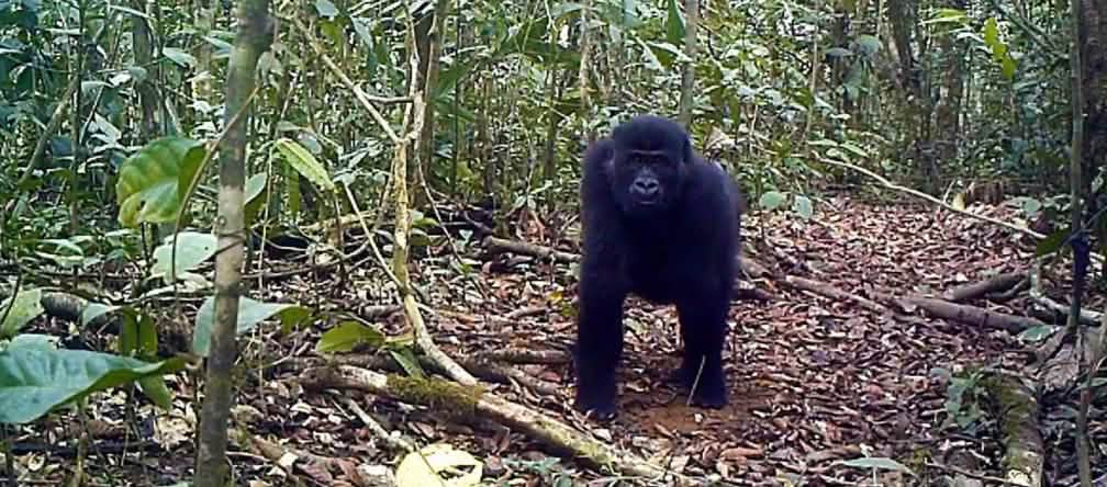 De gorilla's in het Ebo Forest vormen een nieuwe ondersoort Gorilla in het Ebo Forest, Kameroen