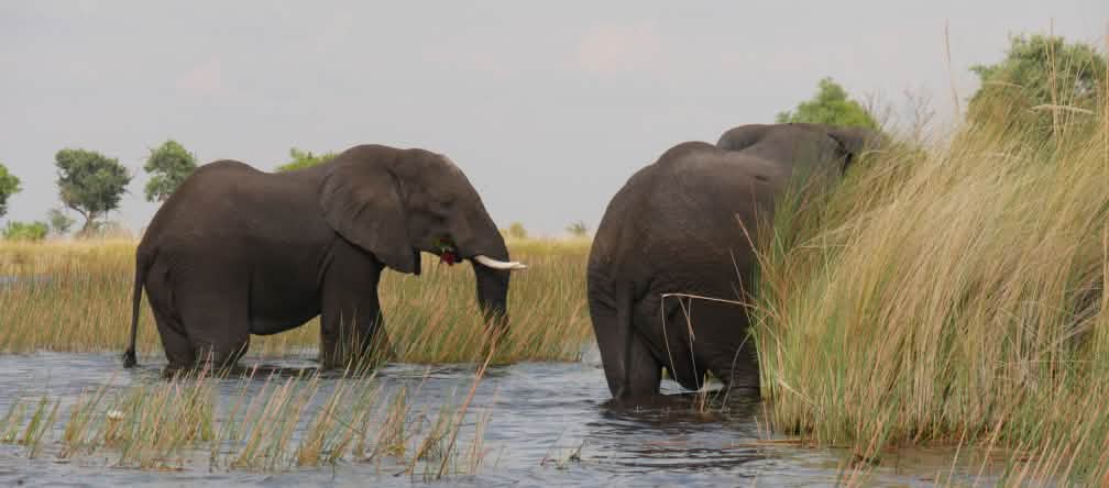 Olifanten in het Okavangodelta, Botswana