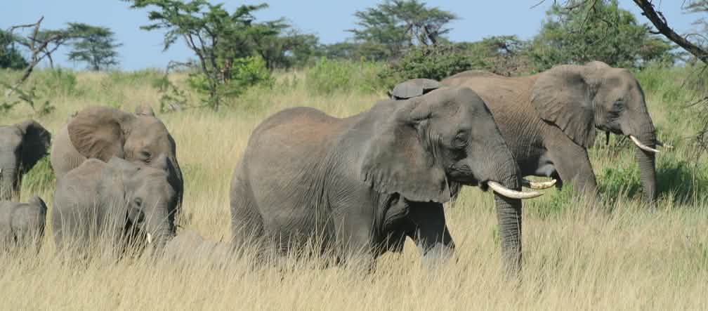 Kudde olifanten in de Serengeti