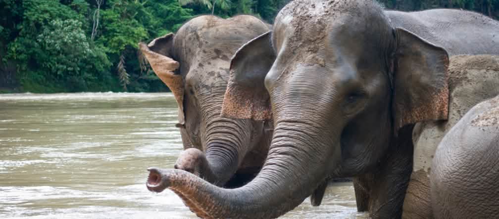 Sumatraanse olifanten baden in een rivier
