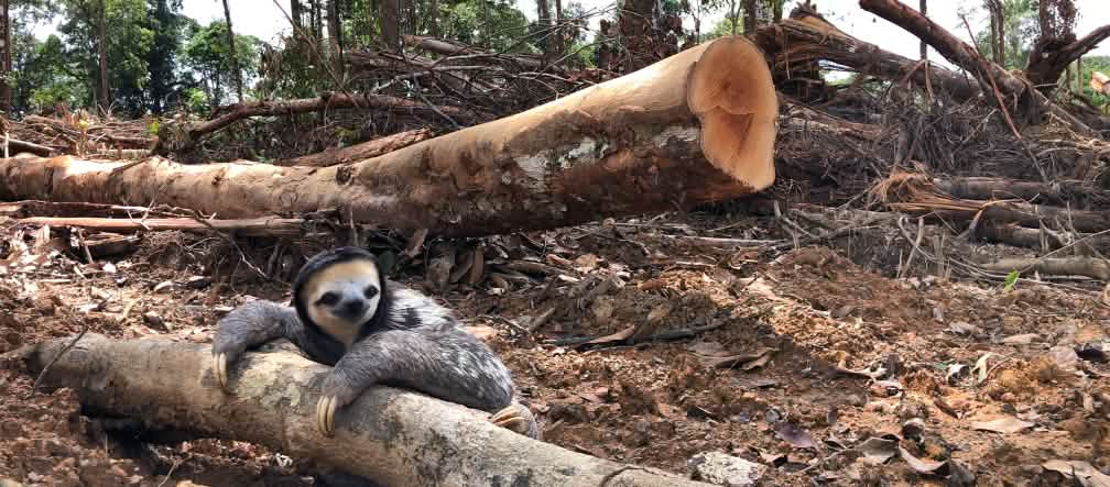 Een drievingerige luiaard klampt zich vast aan een gekapte boom in het regenwoud