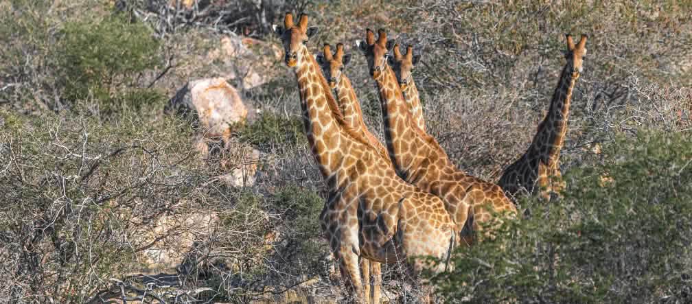 Giraffen Giraffen