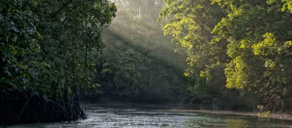 Wij zetten ons actief in voor het behoud van de regenwouden Zonnestralen schijnen door de bladeren van de bomen aan het oever van een rivier in het regenwoud.