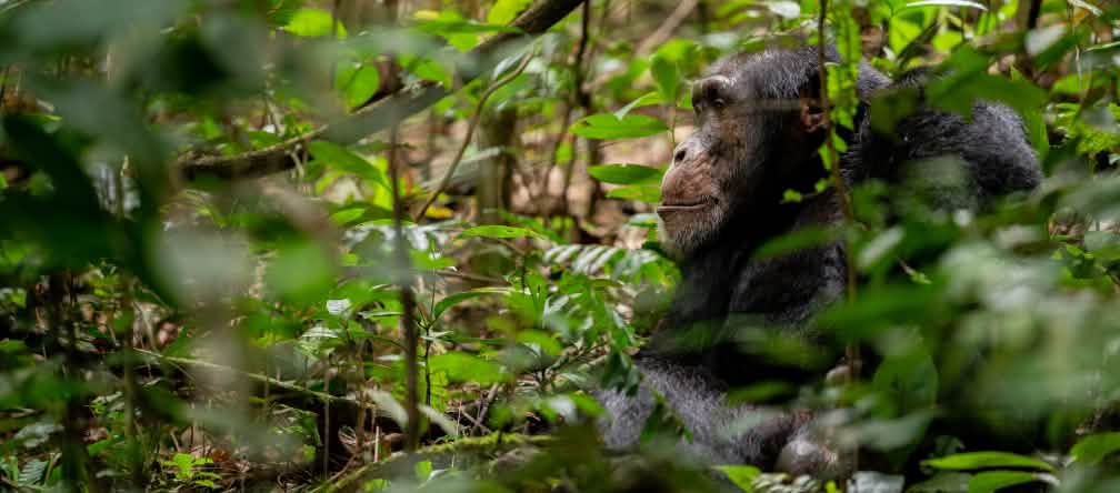 Een chimpansee in zijn habitat Chimpansee in Bossou, Guinee