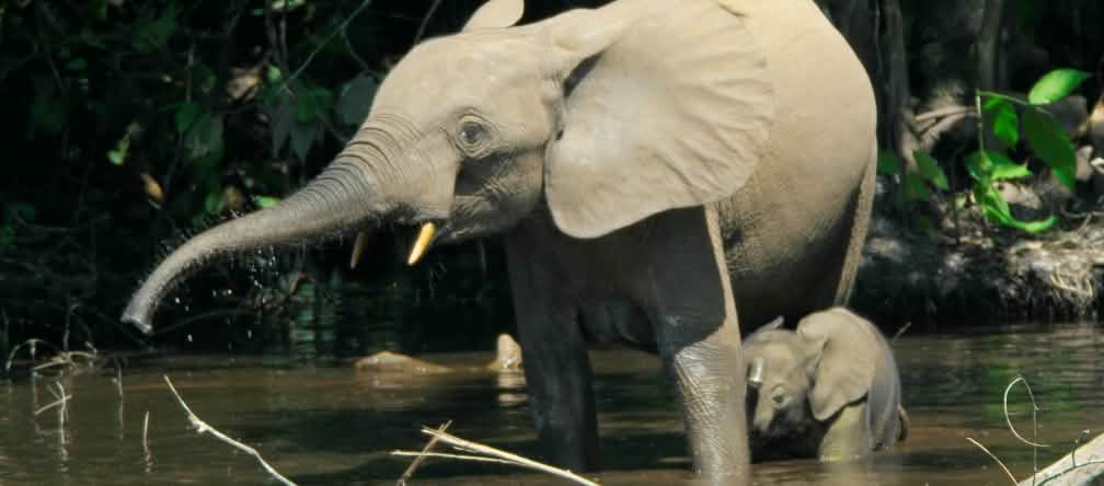 Bosolifanten leven in meerdere Afrikaanse landen maar hun leefgebied wordt steeds kleiner Bosolifant met jong