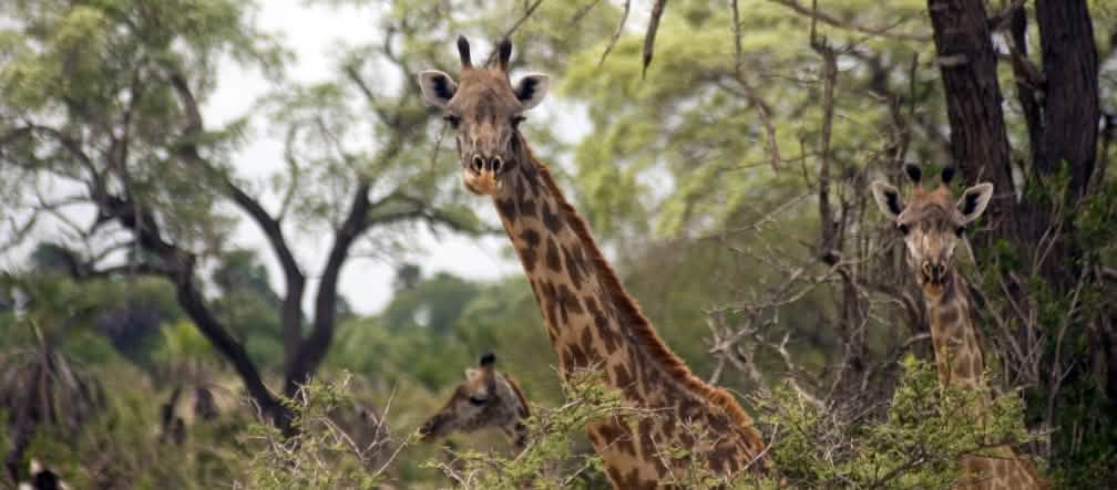 Het Selous wildreservaat biedt een habitat voor giraffen, olifanten en neushoorns Massai-giraffen in het Selous wildreservaat in Tanzania