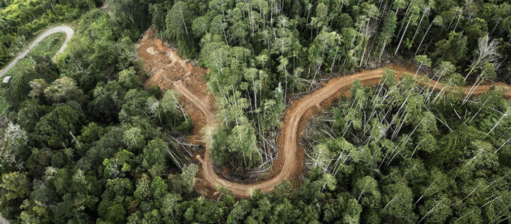 Drone-foto van een weg door het bos