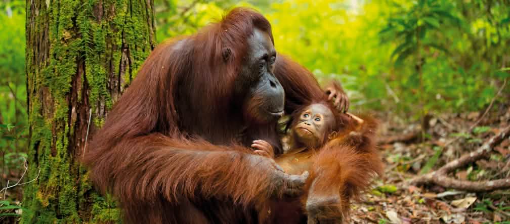 Wetenschappers: 100.000 orang-oetans zijn in de laatste jaren gedood om palmbomen te kunnen planten Orang-oetan met baby