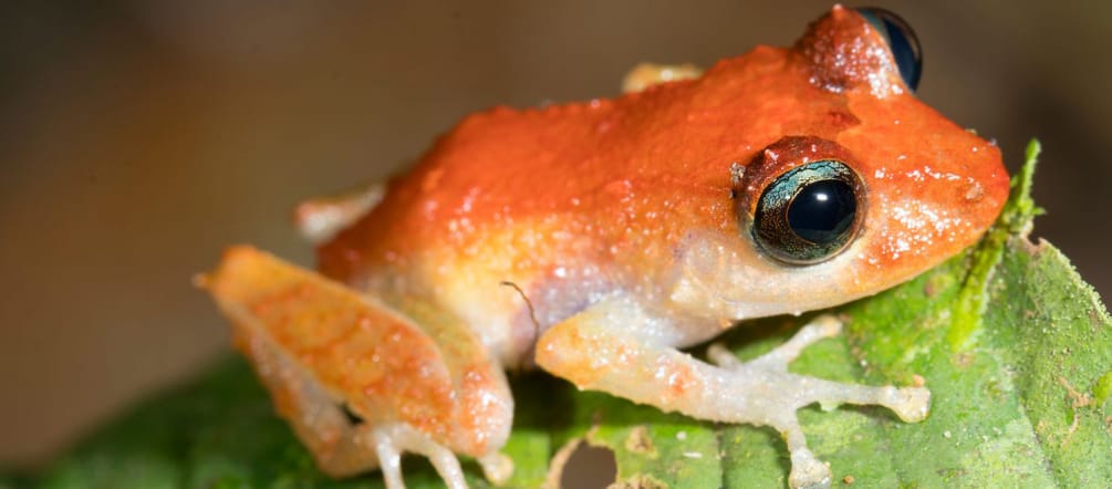 Een kikker zit op een blad