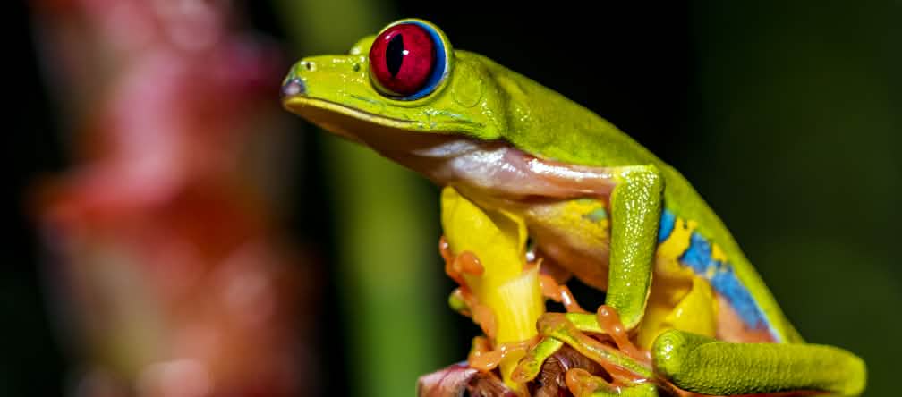 Een kleurrijke roodoogmakikikker zit op een bloem