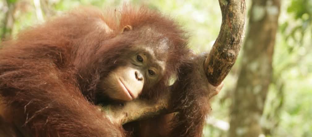 Orang-oetan in Centraal-Kalimantan, Borneo