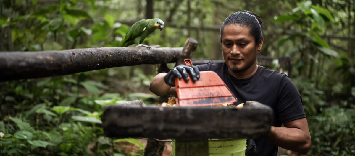 Een man reinigt een voederplaats voor dieren op een klein houten platform in het regenwoud onder toeziend oog van een groene papegaai