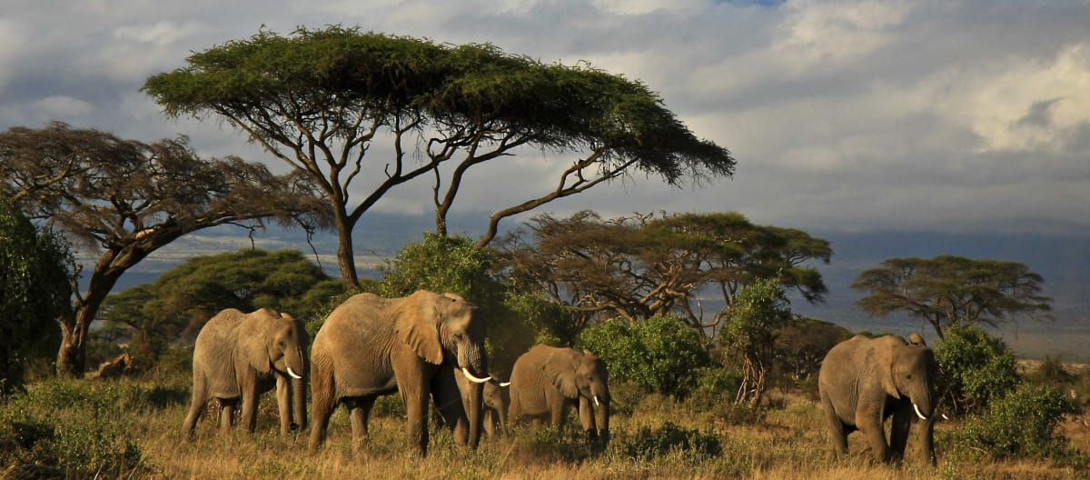 Olifanten onder een boom op de savanne