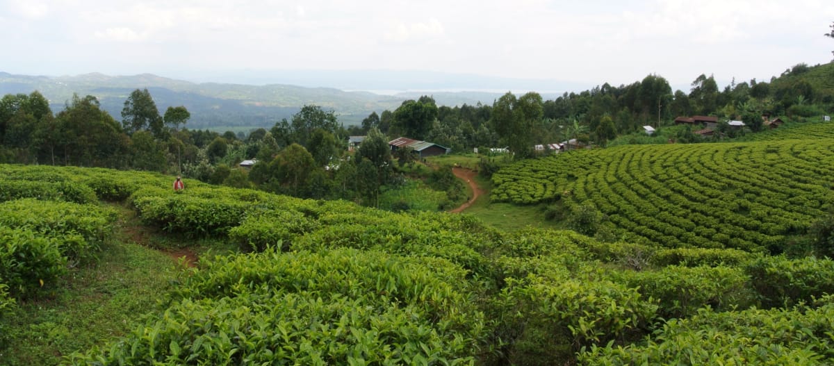 Batwa-dorp met theetuin in het Kahuzi-Biega National Park