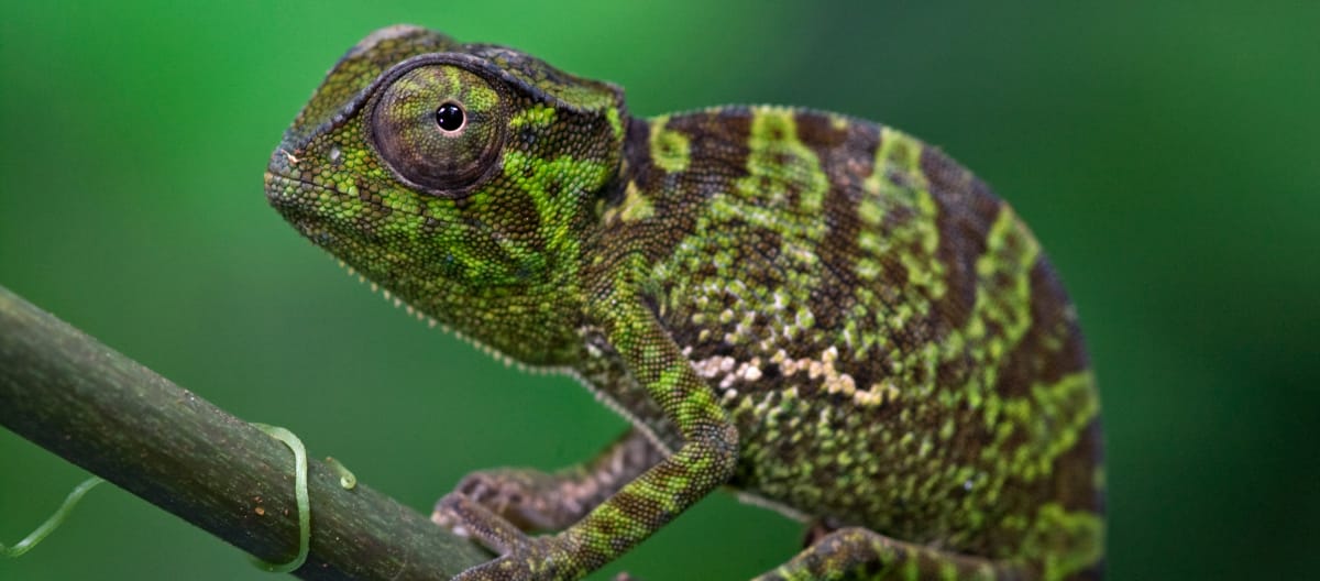 Kameleon in het Atewa-bos, Ghana