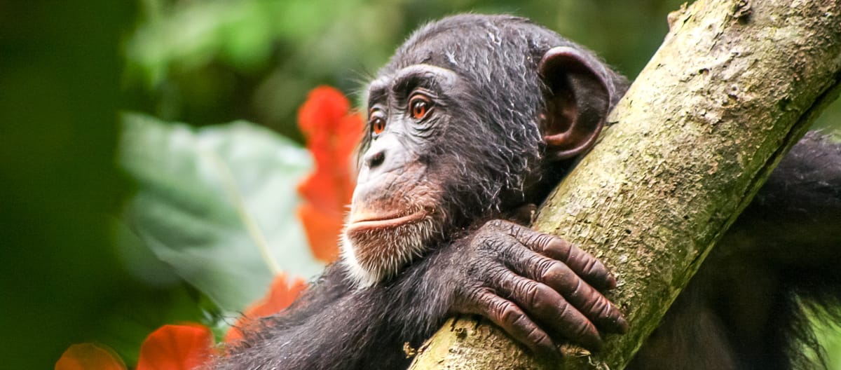 Chimpansees in Liberia