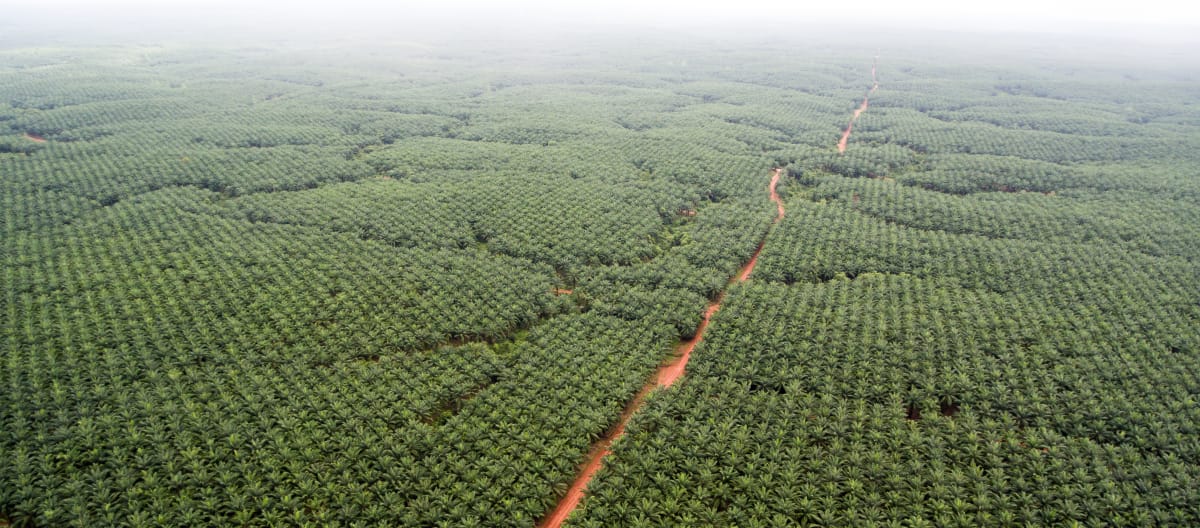 Palmolieplantage van het bedrijf Korindo