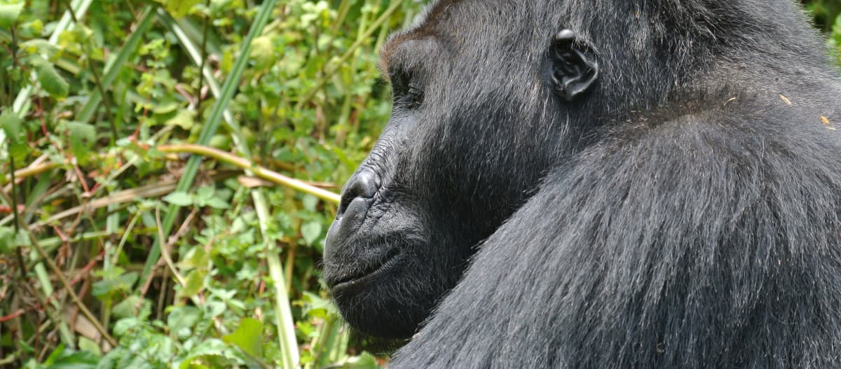 Een oostelijke laaglandgorilla in het Kahuzi-Biega National Park