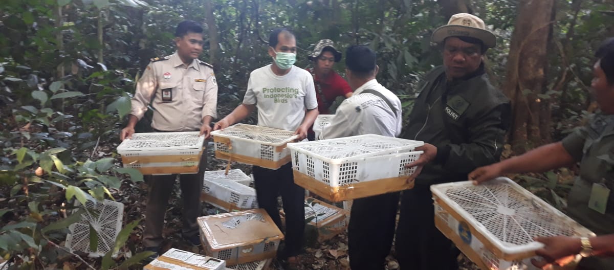 De smokkel met wilde dieren stoppen: Onze partnerorganisatie FLIGHT uit Indonesië laat gevangen wilde vogels vrij