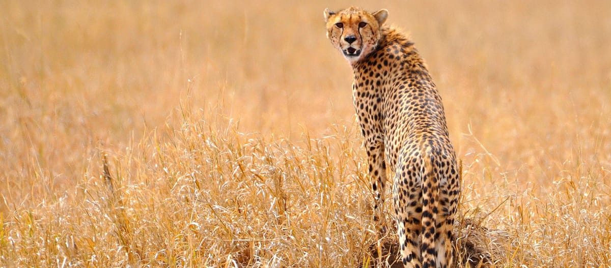 Jachtluipaard in de Serengeti