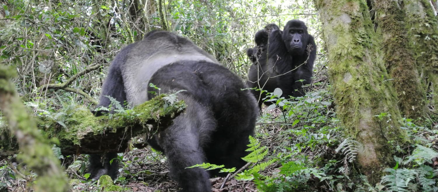 Oostelijke laaglandgorilla’s met tweelingen in het Kahuzi-Biega National Park