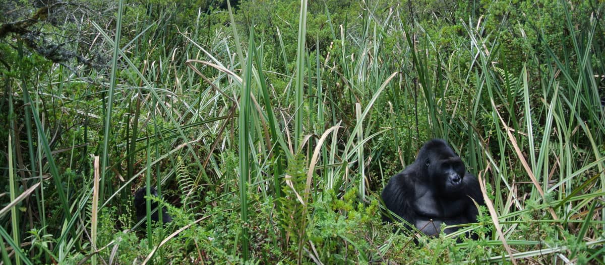 Gorilla Bonané in het bamboe