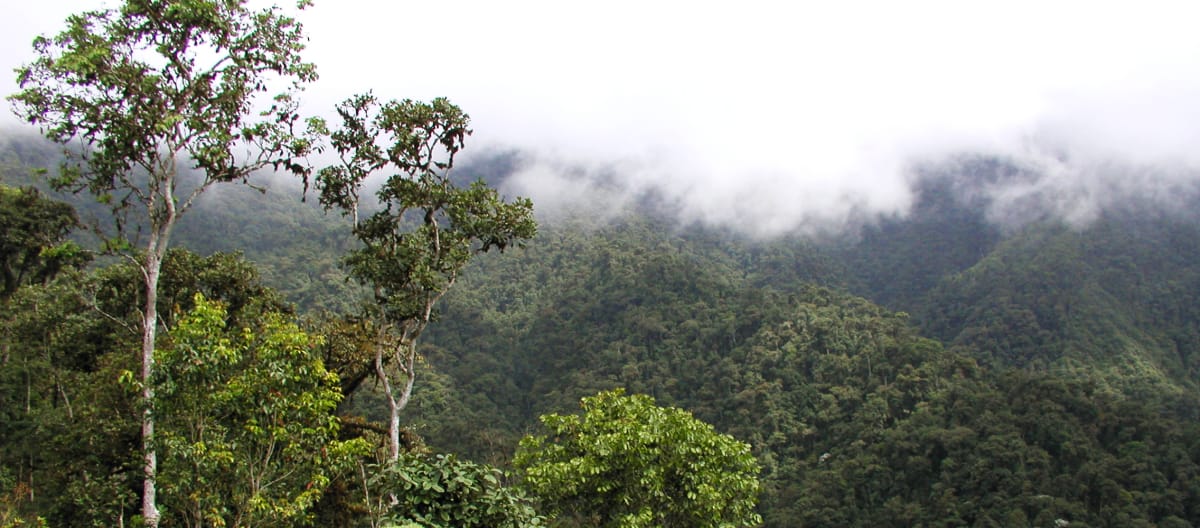 Met wolken bedekt bergregenwoud in de regio Intag in het noorden van Ecuador