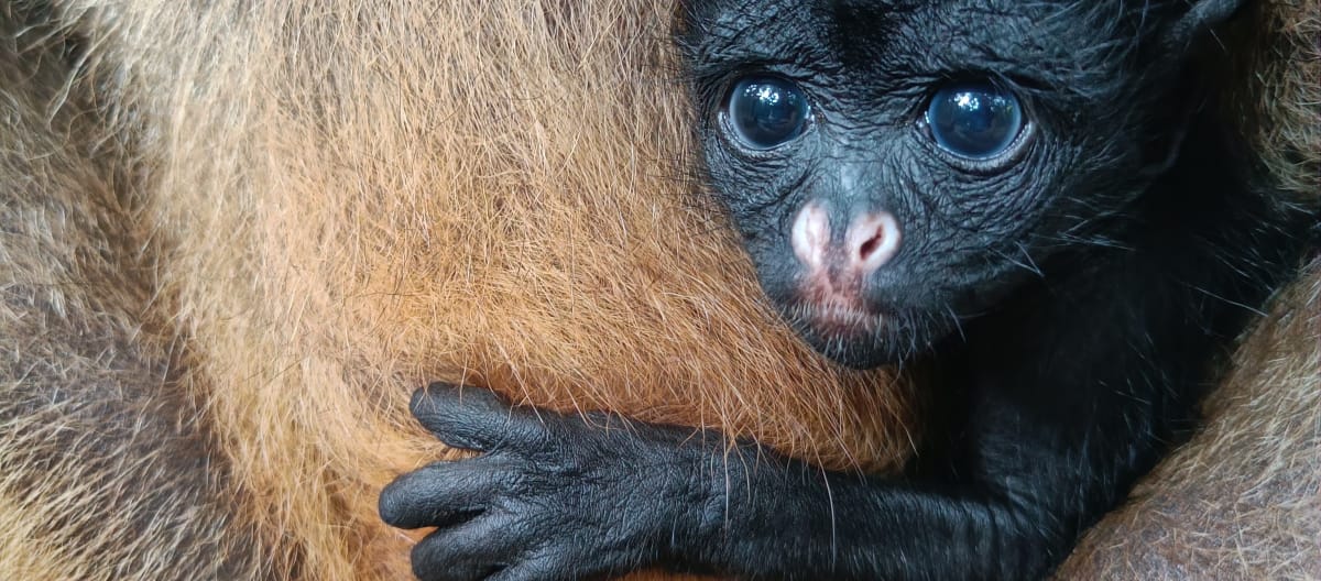 Een baby van een witbuikslingeraap kijkt vanuit de vacht van zijn moeder