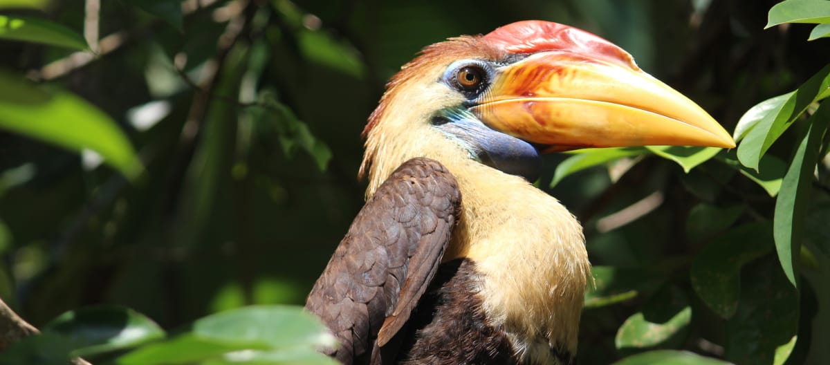 Temmincks neushoornvogel (Indonesië)