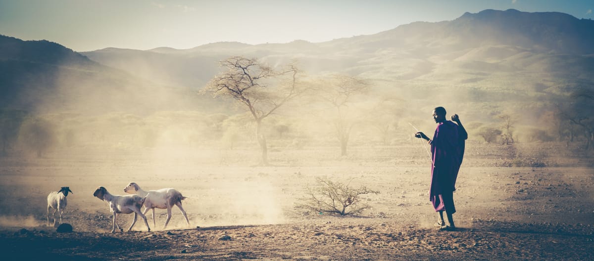 Veehouder in Tanzania, Masai