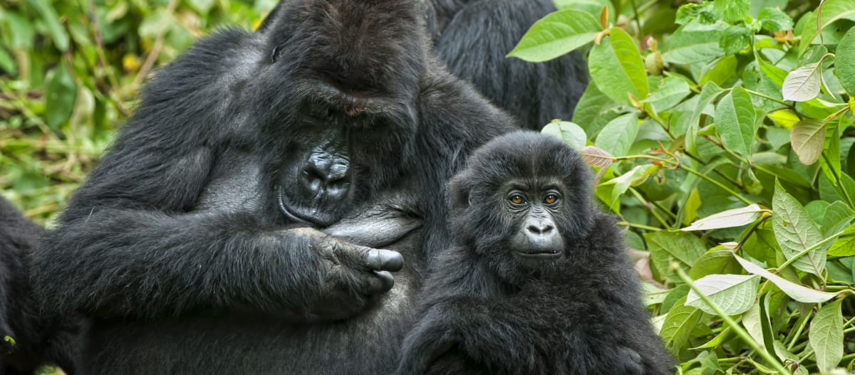 Gorilla met jongen