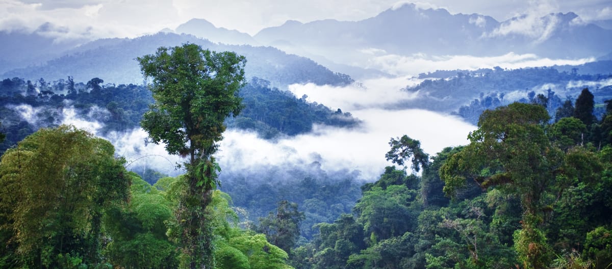 Bergregenwoud Los Cedros, Ecuador