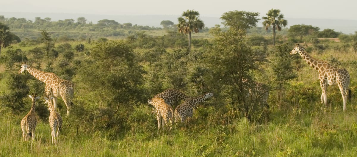 Giraffen in het nationaal park Murchison Falls, Uganda