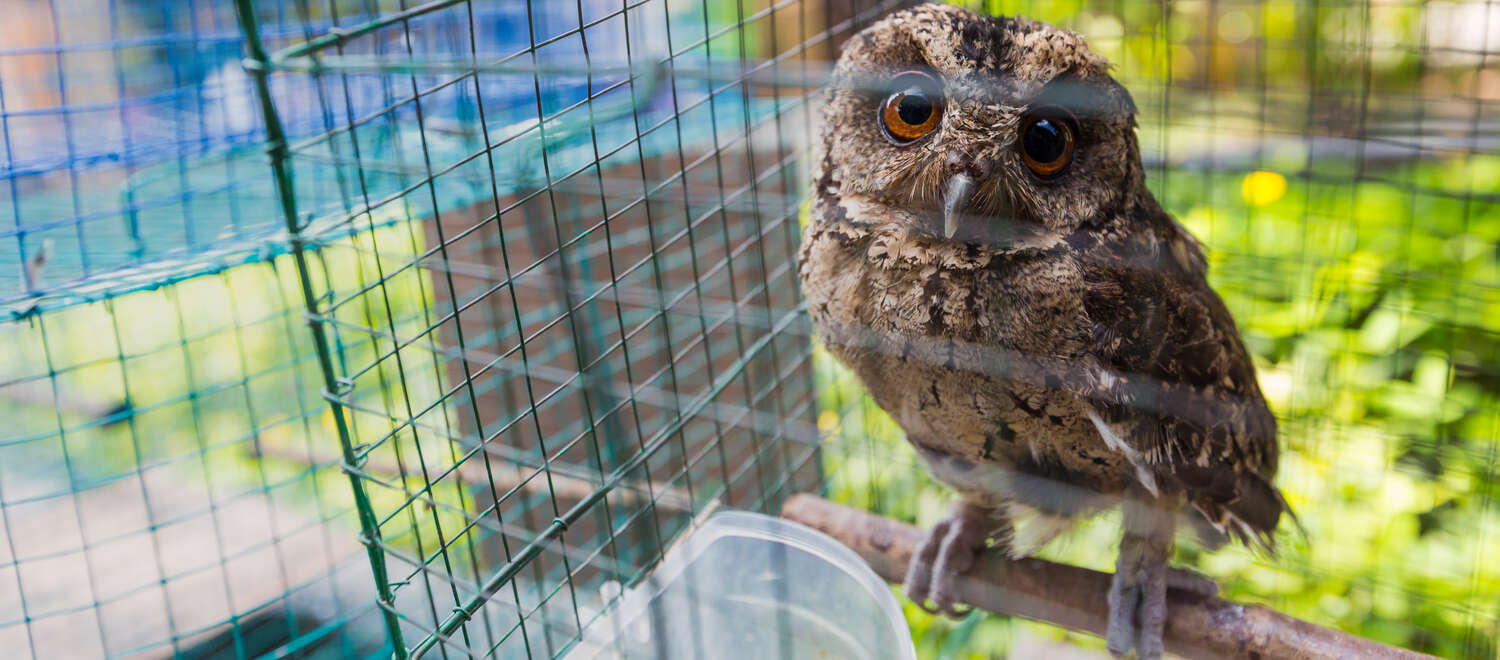 Een uil in een kooi, Indonesië